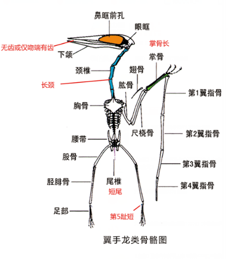 爬行动物会飞还会游?带你探秘神奇的爬行帝国!