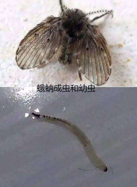生活厕所中如见到这种小飞蛾最好不要直接拍死