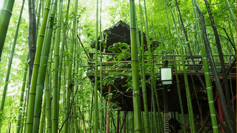 清幽如仙境绵竹这处竹林农家乐太美了