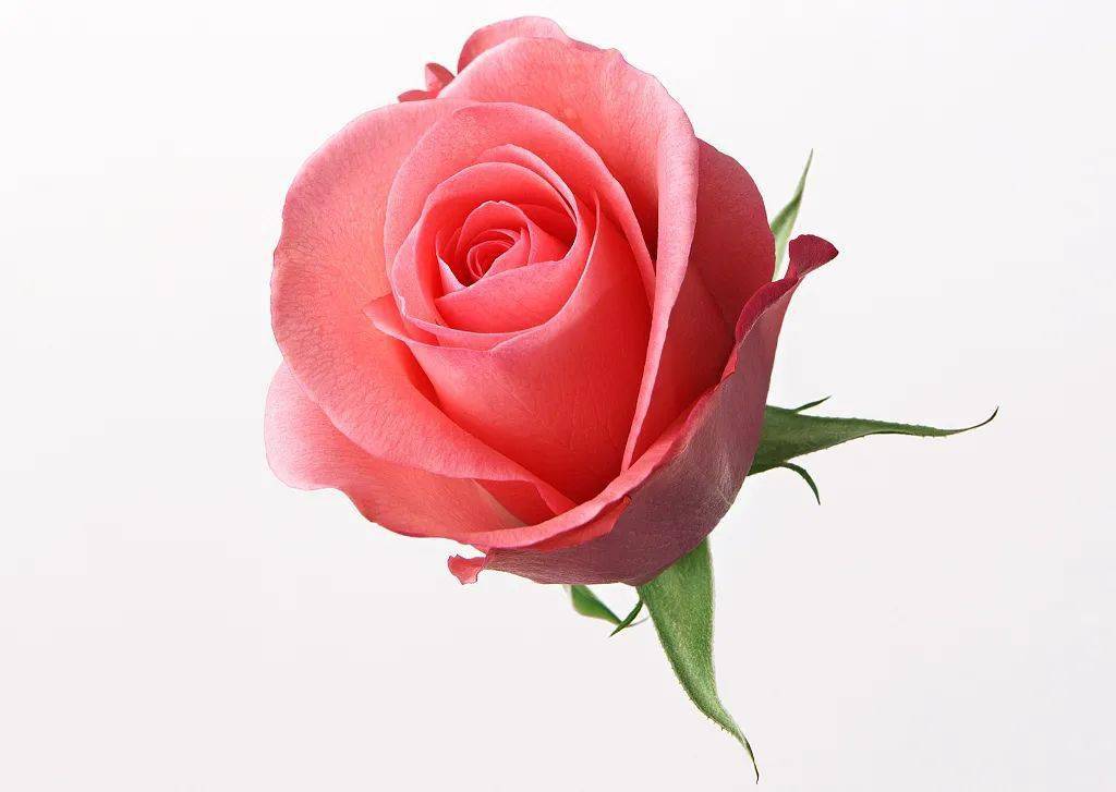 【睡前故事】世界上最美的玫瑰花