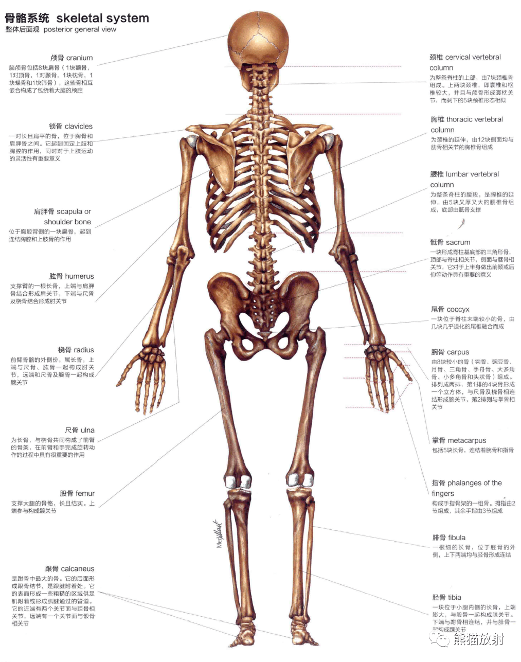 人体图谱丨骨骼系统skeletalsystem