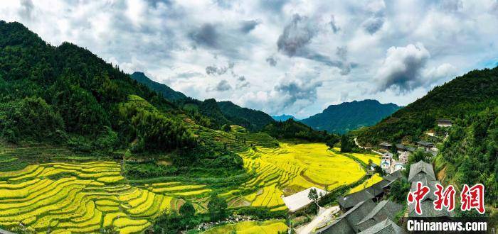 9月8日,广西桂林市龙胜各族自治县伟江乡崇林村的梯田秋色 潘志祥 摄