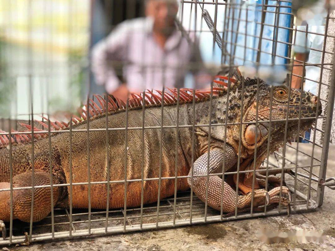 仙城镇水库惊现濒危动物五爪金龙最长可达1米5