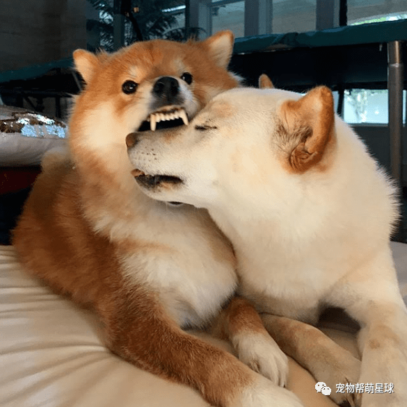 对准汪兄弟一顿激吻亲到闭眼:就要亲死你!