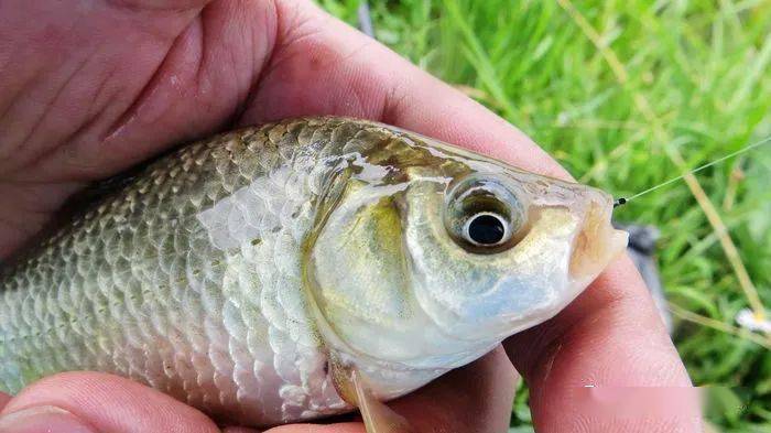 野钓鲫鱼这些年心得不过这四条