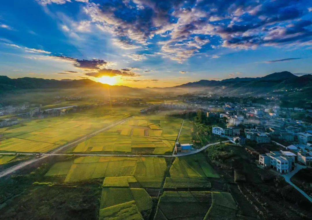 上磺镇羊桥村100余万斤的新谷丰收在望!