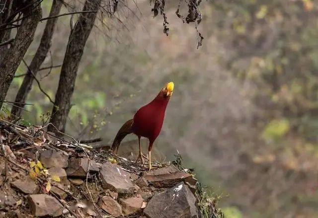河南山中去拍鸟中国的凤凰红腹锦鸡