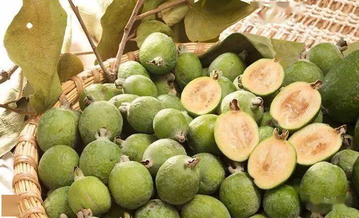 菲油果原产南美四季常绿果肉黄色甘甜多汁富含维生素