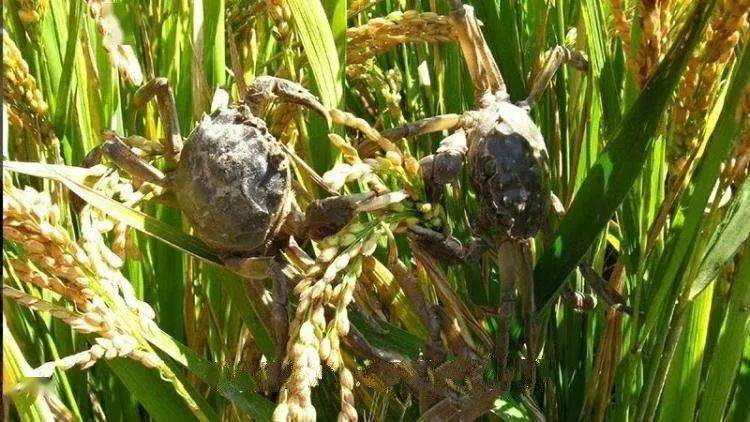 【稻田蟹】128元起抢稻渔空间稻田蟹3斤套餐;自家养殖稻田蟹,肉质鲜嫩