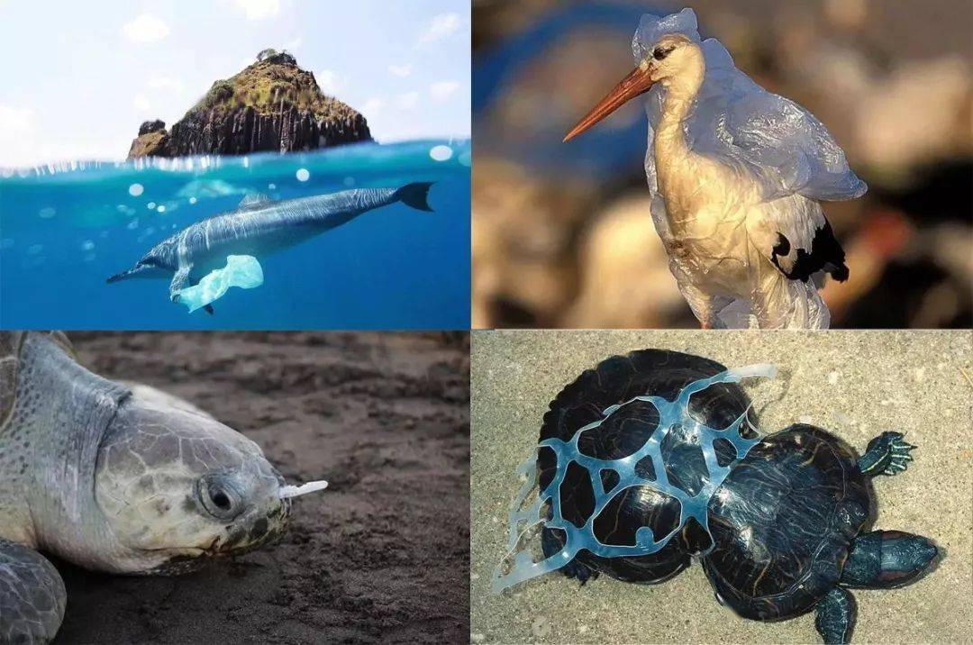 动物们的生命安全不仅让海洋成了垃圾场塑料流入海洋03△塑料焚烧后的