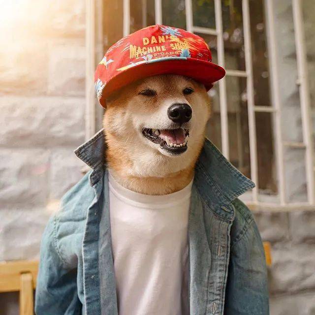 4岁柴犬已经开始代言阿迪达斯了_衣服