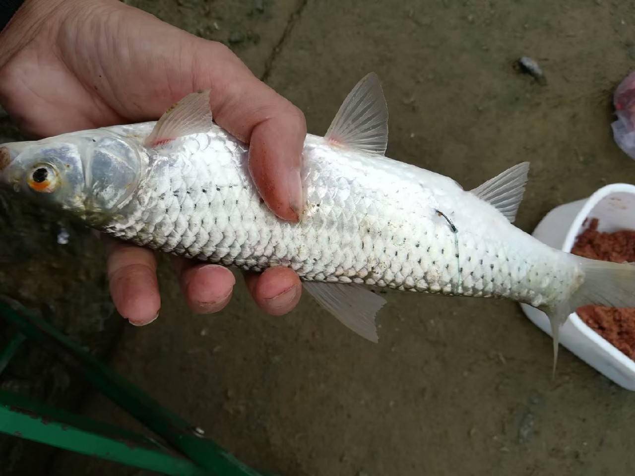 出釣東江,遇大紅眼魚,拉力超出你想象_釣友