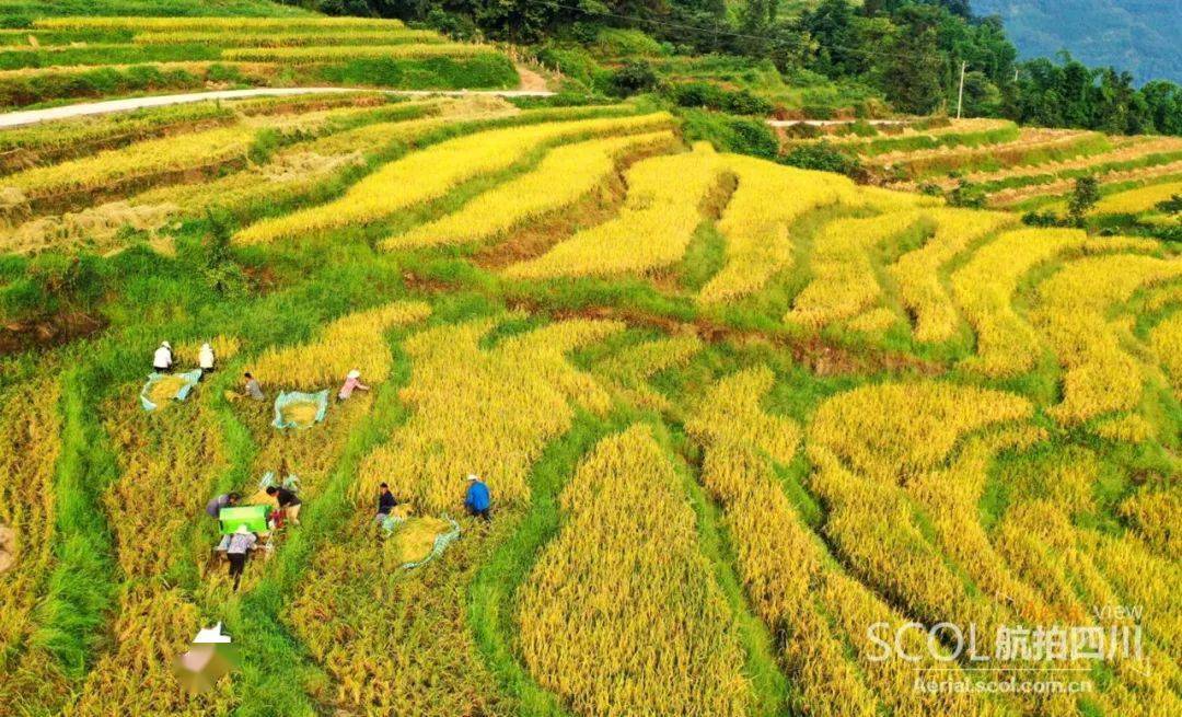 镜观山田望稔秋收到高坎梯田进入收获季
