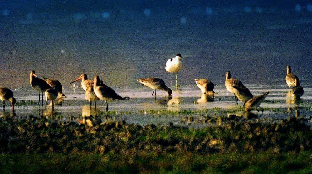 教师节丨鄱阳湖国家湿地公园对全体教师免门票