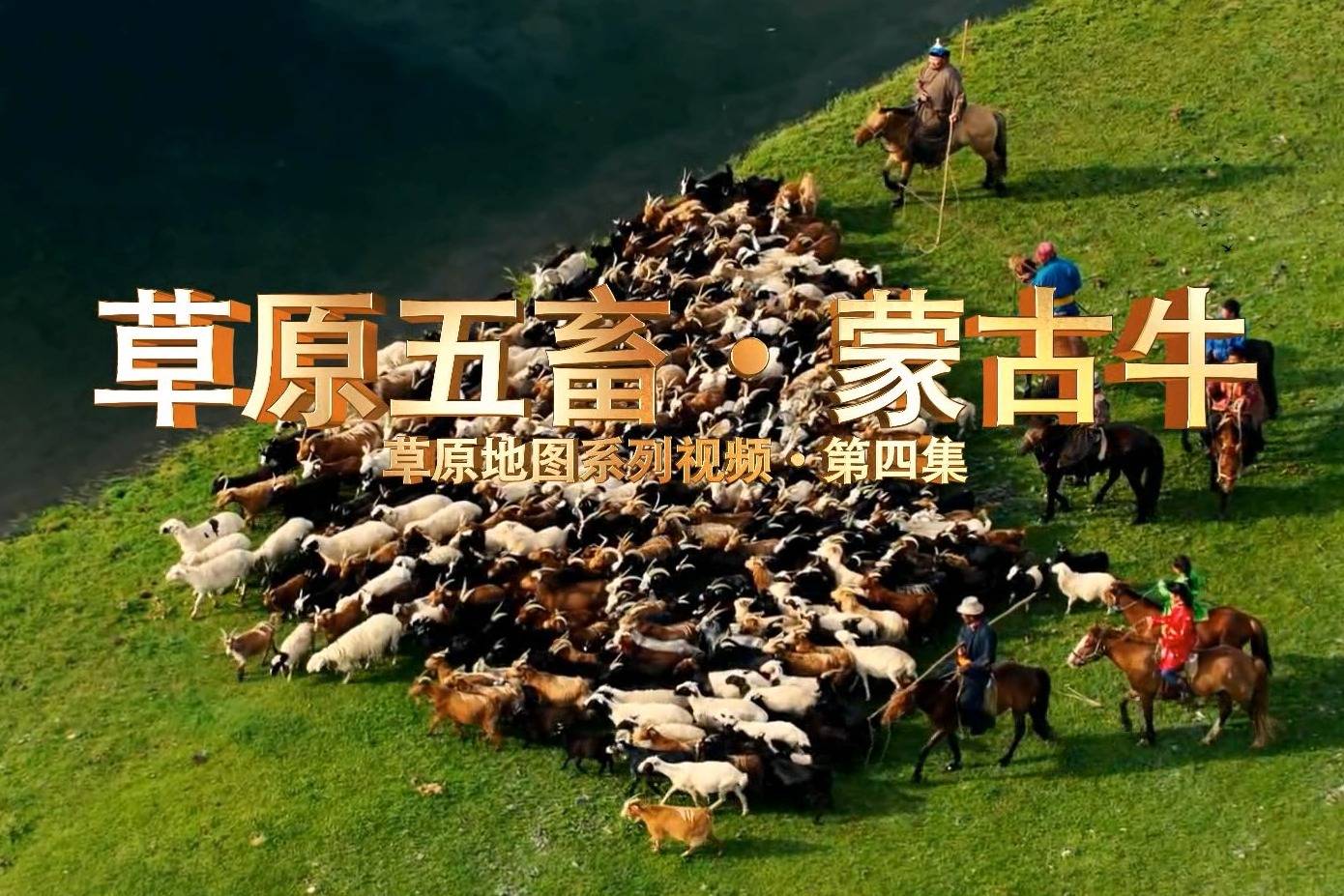 草原五畜蒙古牛