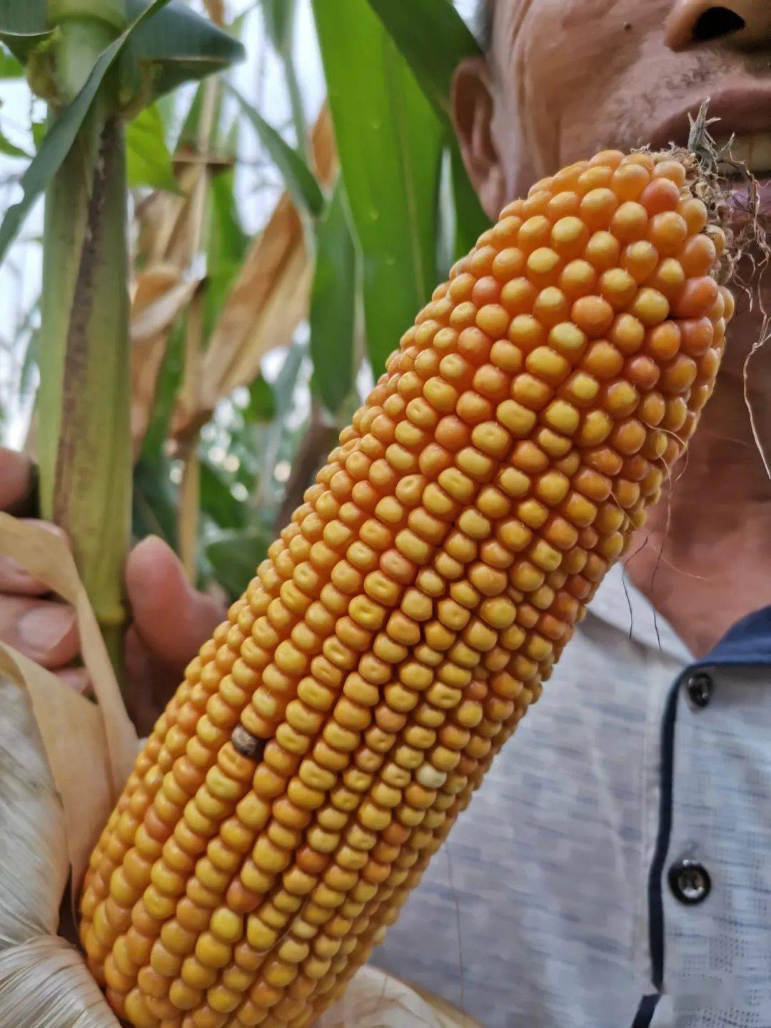 夏播玉米不用肥十星九号开启玉米省肥节水新时代帮助一少部分在当地