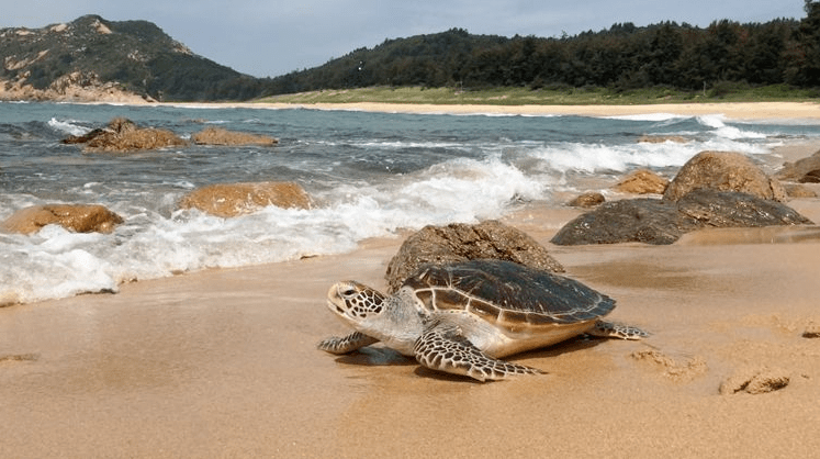 (网络图片)为挽救濒危的海龟,早在30年前,惠东海龟国家级自然保护区