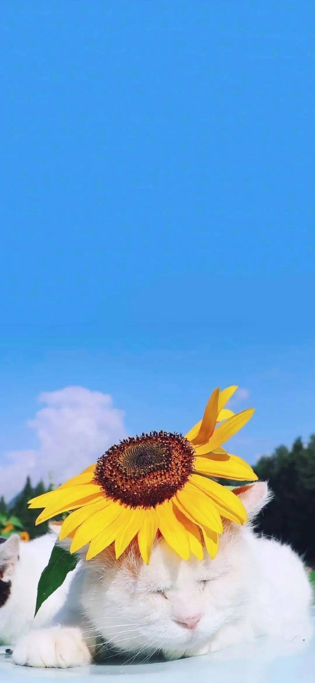 美腻的全面屏壁纸