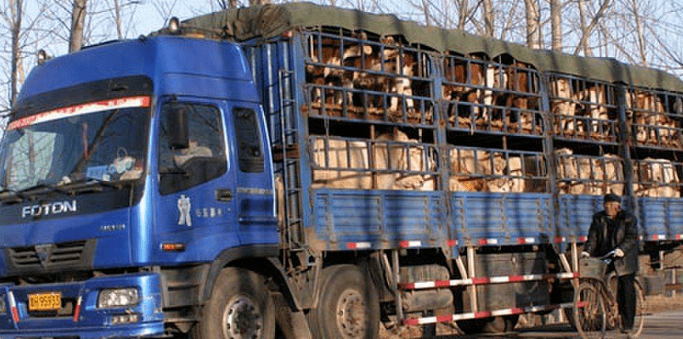 导致牛羊运输难免会产生应激,这是一个世界性难题.