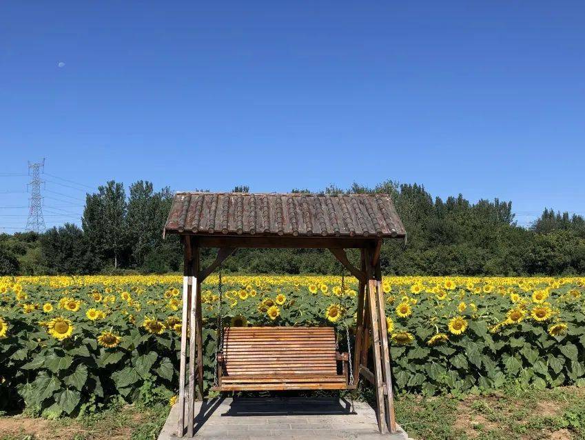 美丽平谷峪口镇约起50亩油葵绽笑脸峪口网红打卡地来了