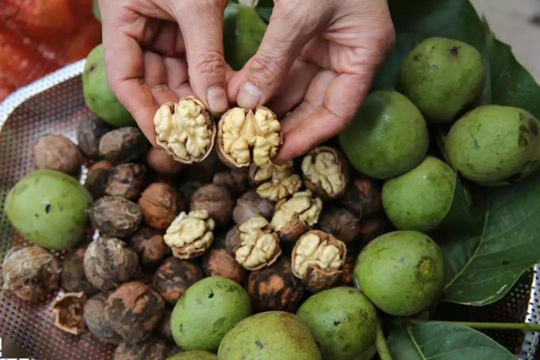 决战决胜脱贫攻坚 | 白露到,竹竿摇,开竿打核桃啦!