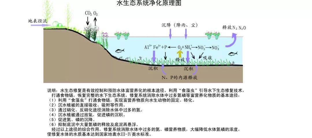 城镇河道生态修复及水处理技术