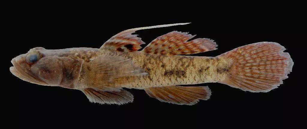 keelini▽新平鳍鳅 neohomaloptera johorensis▽搏鱼属的某个种