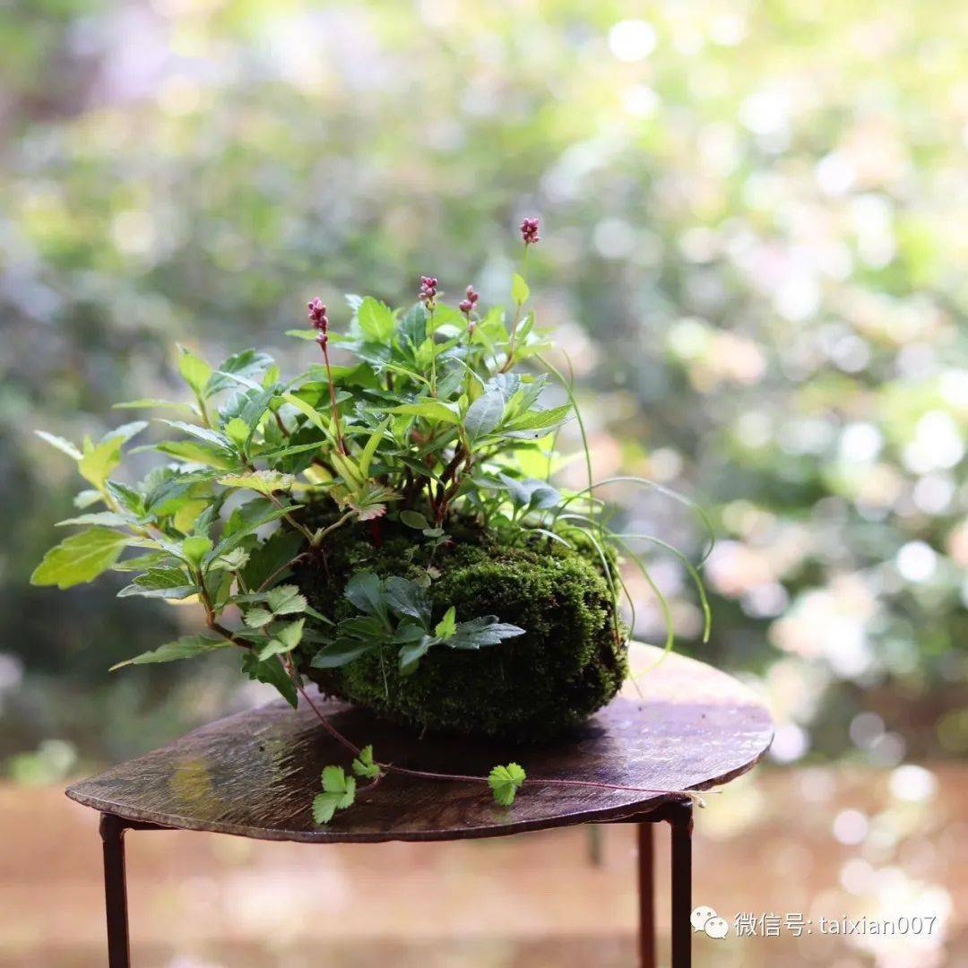 200盆日本极品山野草盆景作品欣赏