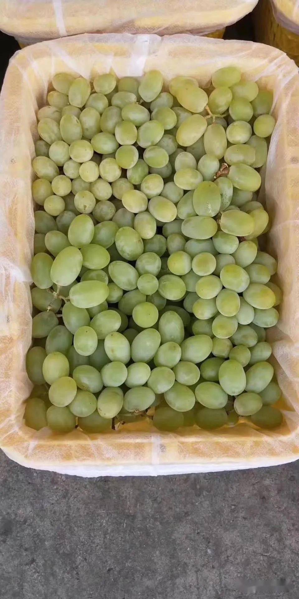 甜到心坎里葡萄界的绿珍珠299元抢5斤装新疆吐鲁番
