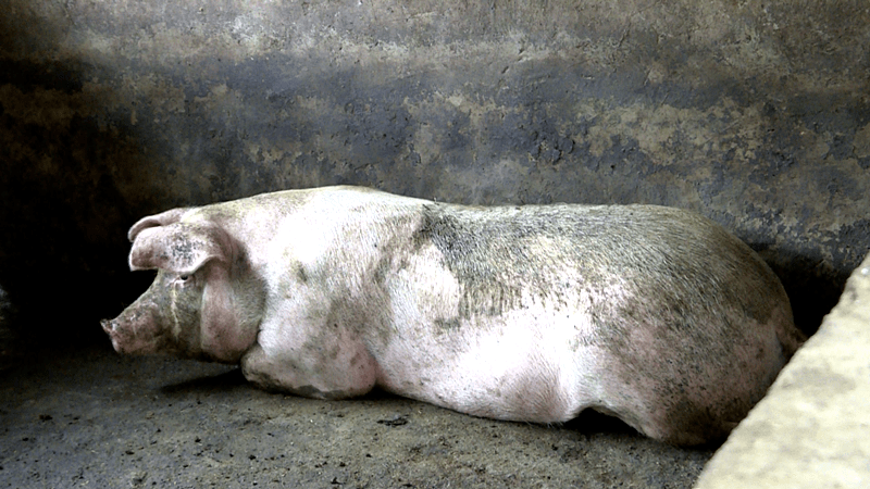 瓮安一民警跳进粪坑救猪