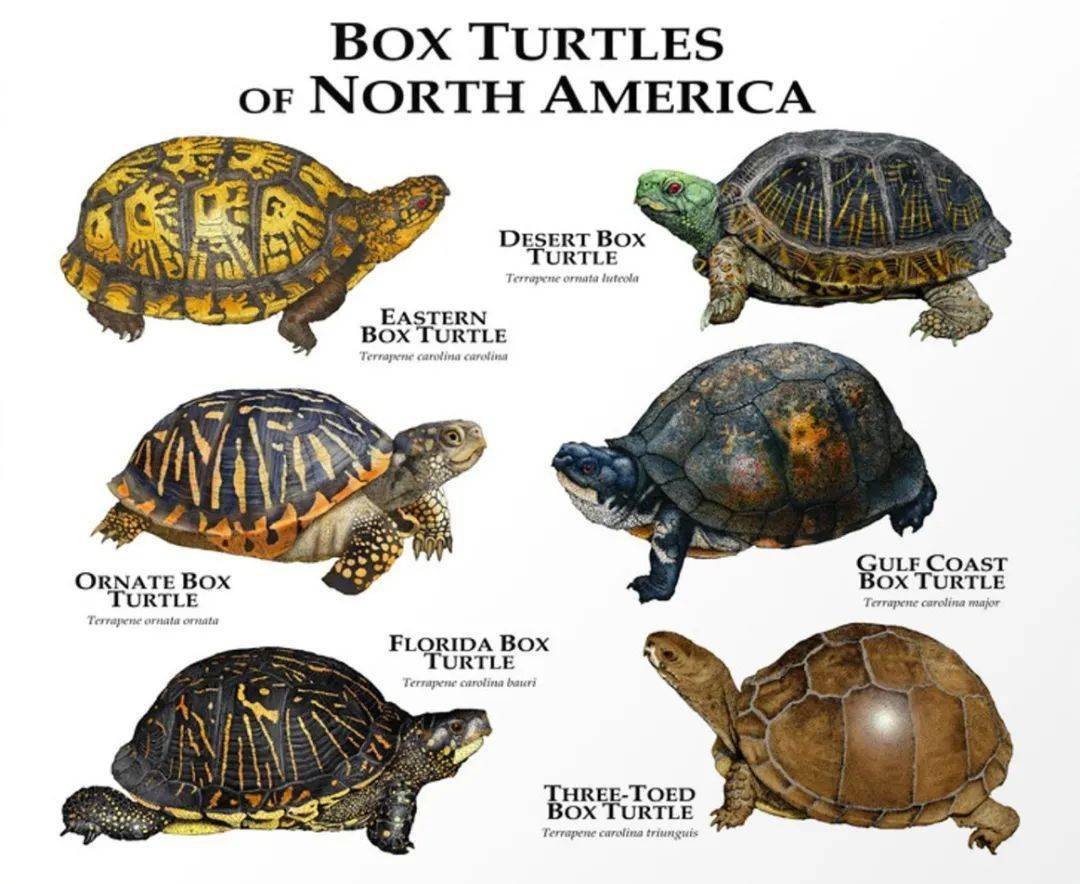 育归20问什么水龟智商最高选育繁殖能让龟进化吗