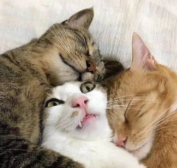 三只猫咪的合影咋看咋逗趣哈哈哈哈