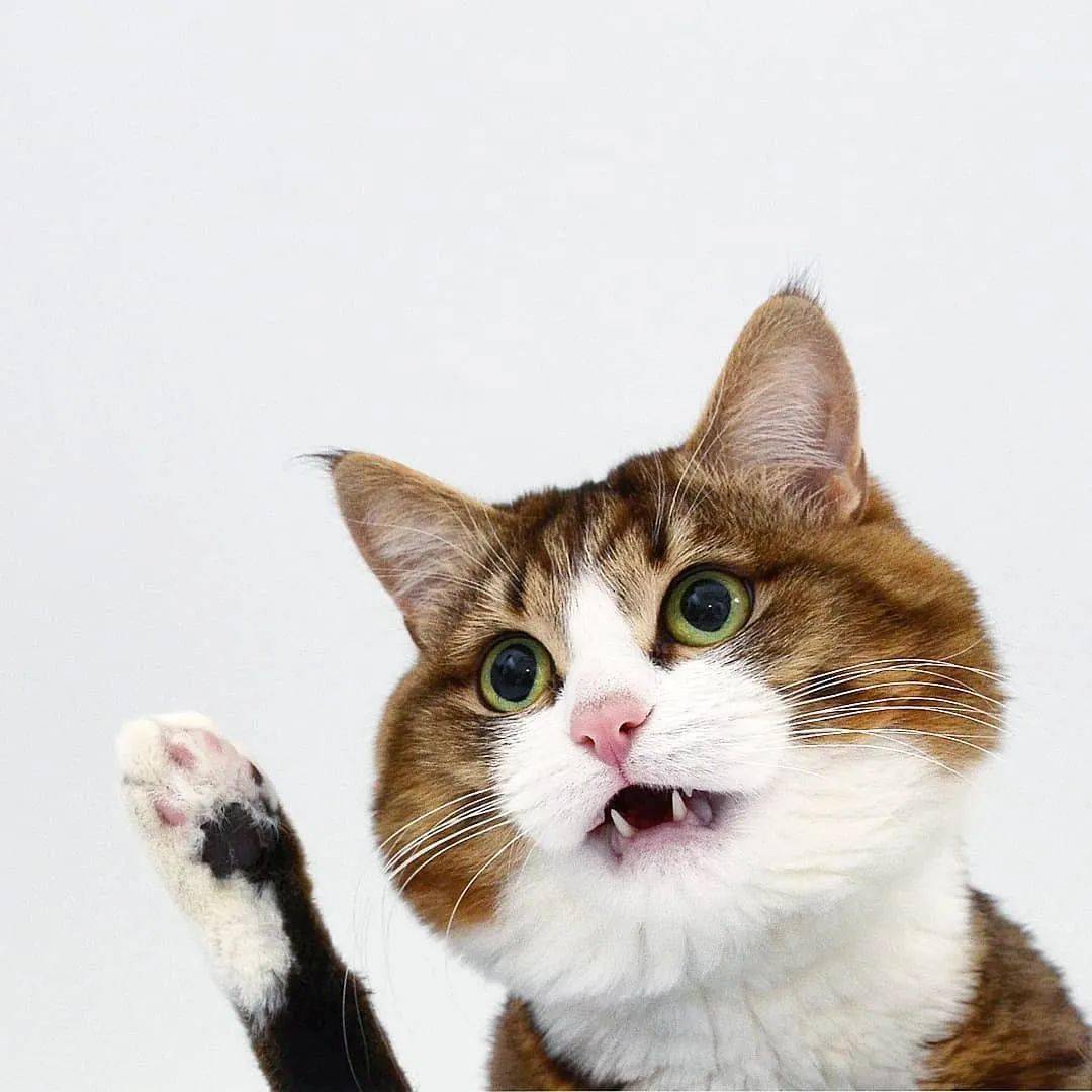 网红大脸猫的沙雕表情包圈粉无数啊啊啊啊啊啊可爱死了