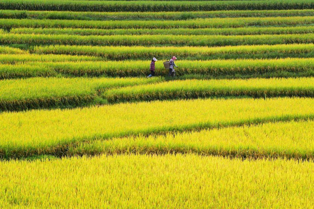 多彩咸丰疫后丰收富硒稻田美如画