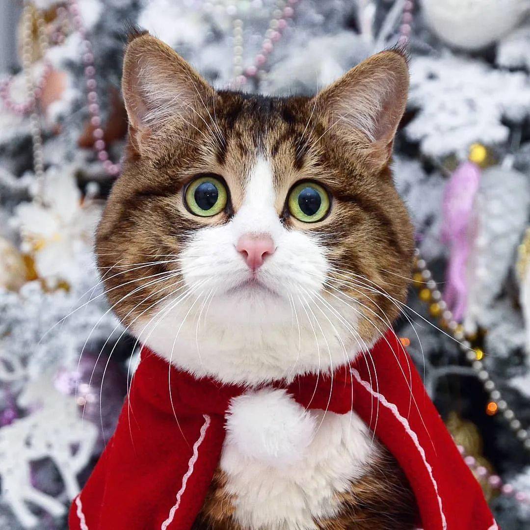 网红大脸猫的沙雕表情包圈粉无数啊啊啊啊啊啊可爱死了