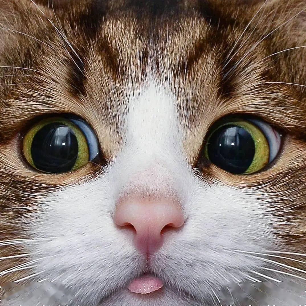 网红大脸猫的沙雕表情包圈粉无数啊啊啊啊啊啊可爱死了
