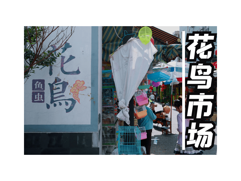今天,小编要说讲一个在马鞍山,被遗忘的角落—"花鸟市场"说起它,相信