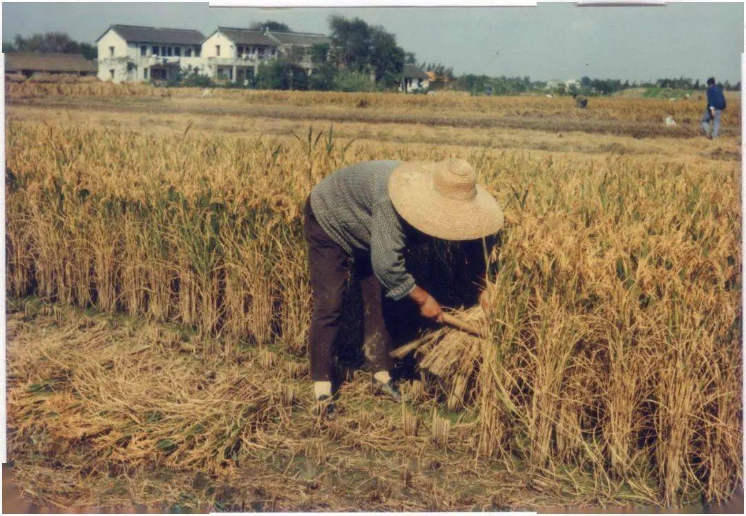 30餘張照片,承載著嘉定這一方人滿滿的回憶~_80年代