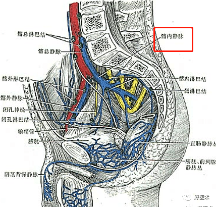骶正中静脉解剖图图片