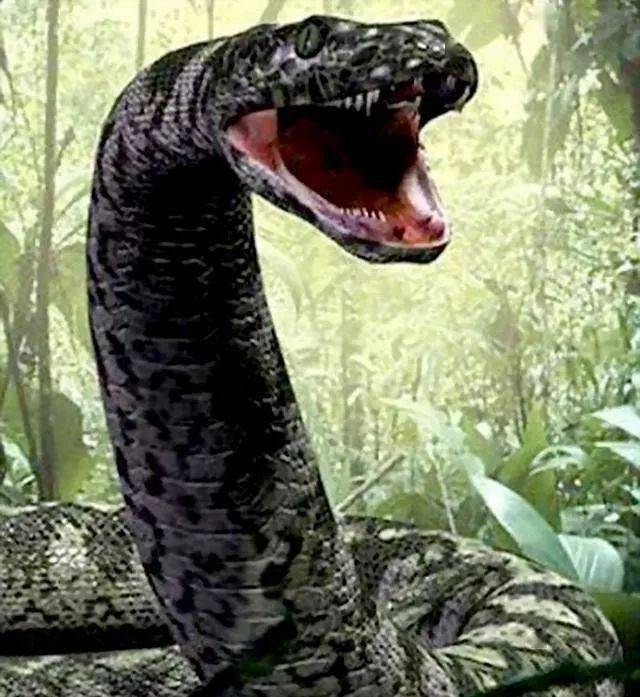 盘点十大最凶猛肉食动物第一名当之无愧