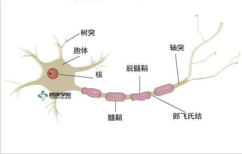 髓鞘解剖图图片