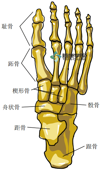 前足跖趾关节的作用是增加足的背屈和跖屈角度,第一跖趾关节可将足背