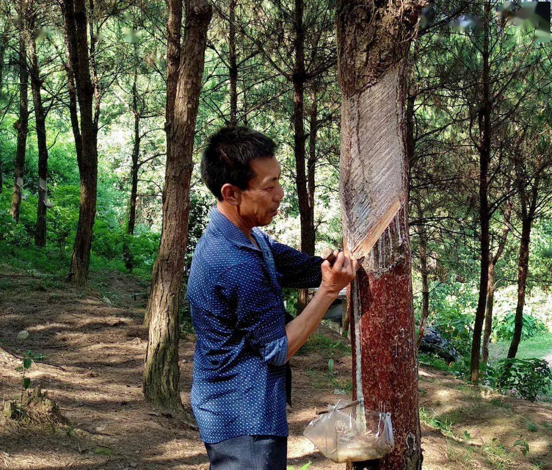 黄奉泽 摄由于2020年生猪价格上涨,苏生富计划扩大生猪养殖规模,再建