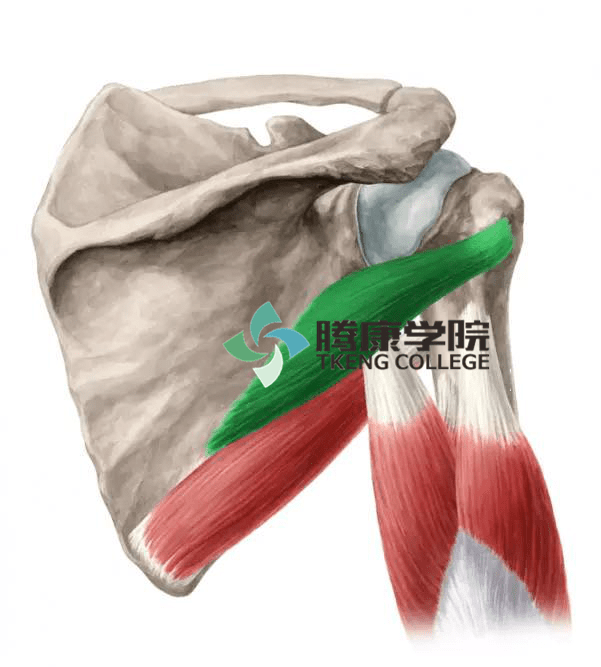 肌肉疗法丨小圆肌损伤