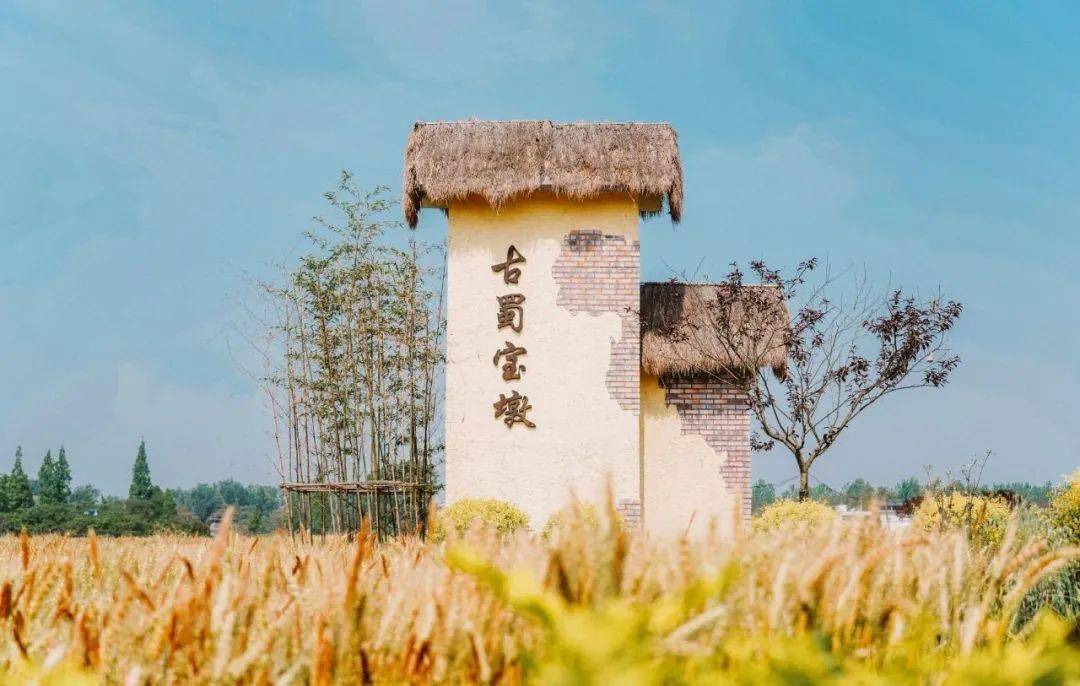 稻田中的丰收style丨9月19日让我们一起乡约宝墩