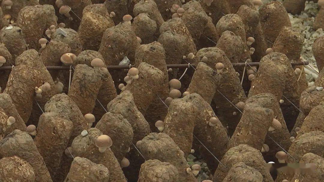 安龙:发展优质菌材补齐食用菌产业链短板_种植