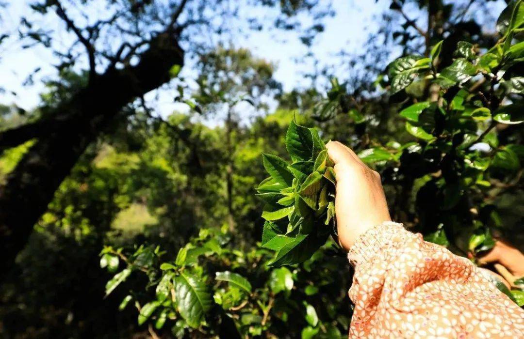 千年古茶园=千年古树茶?_茶树