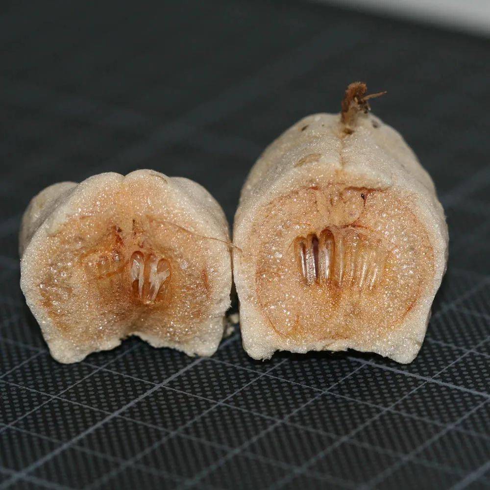 魔花螳螂世界上体型最大的螳螂有多美