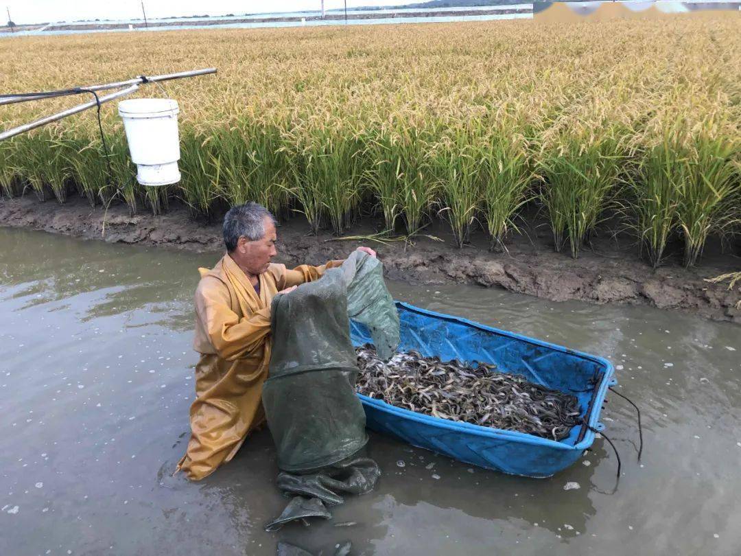 856六区稻田泥鳅喜获丰收