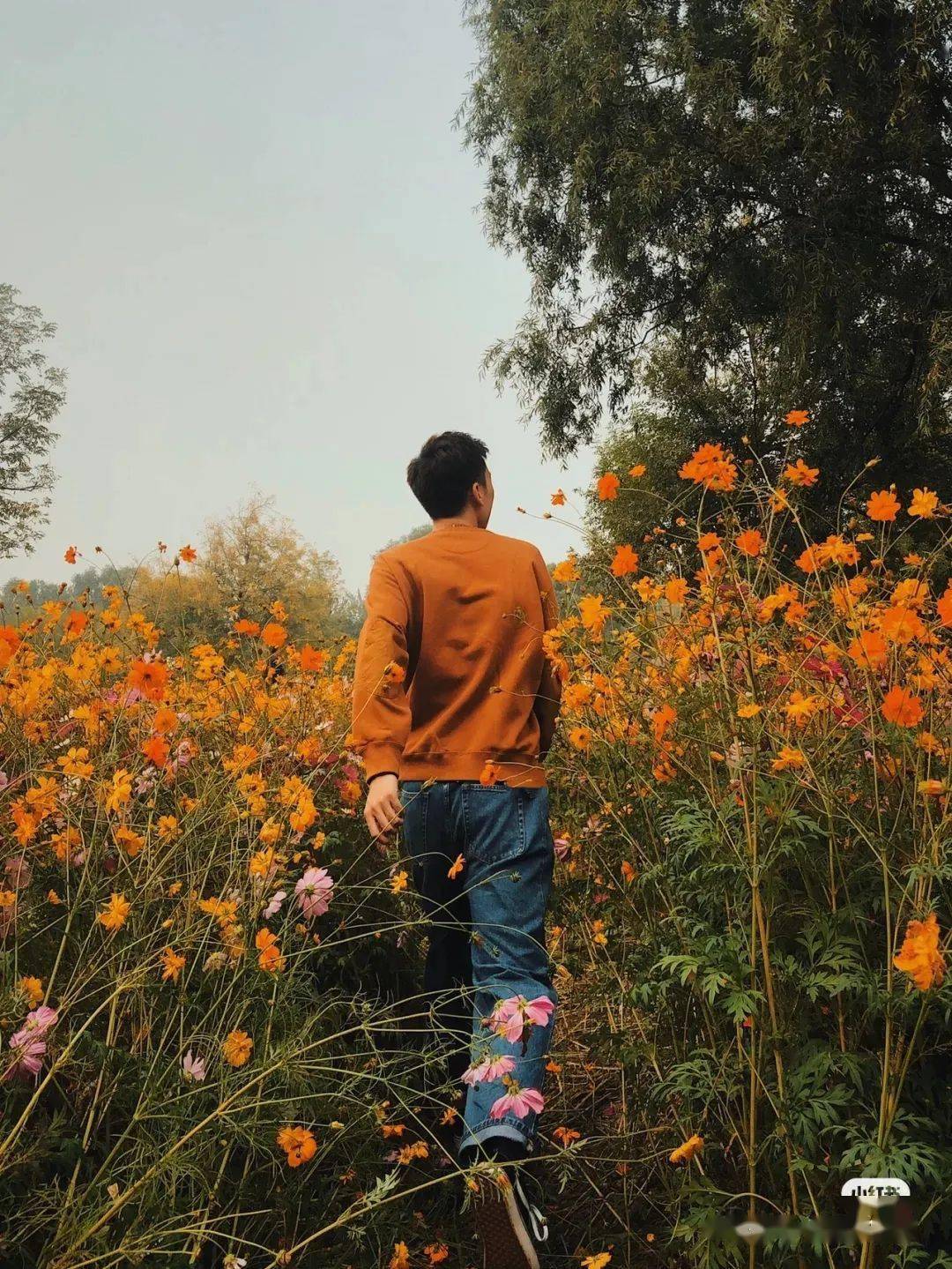 又挖到了一片宝藏花海200亩格桑花向日葵百日菊同时绽放每一帧都